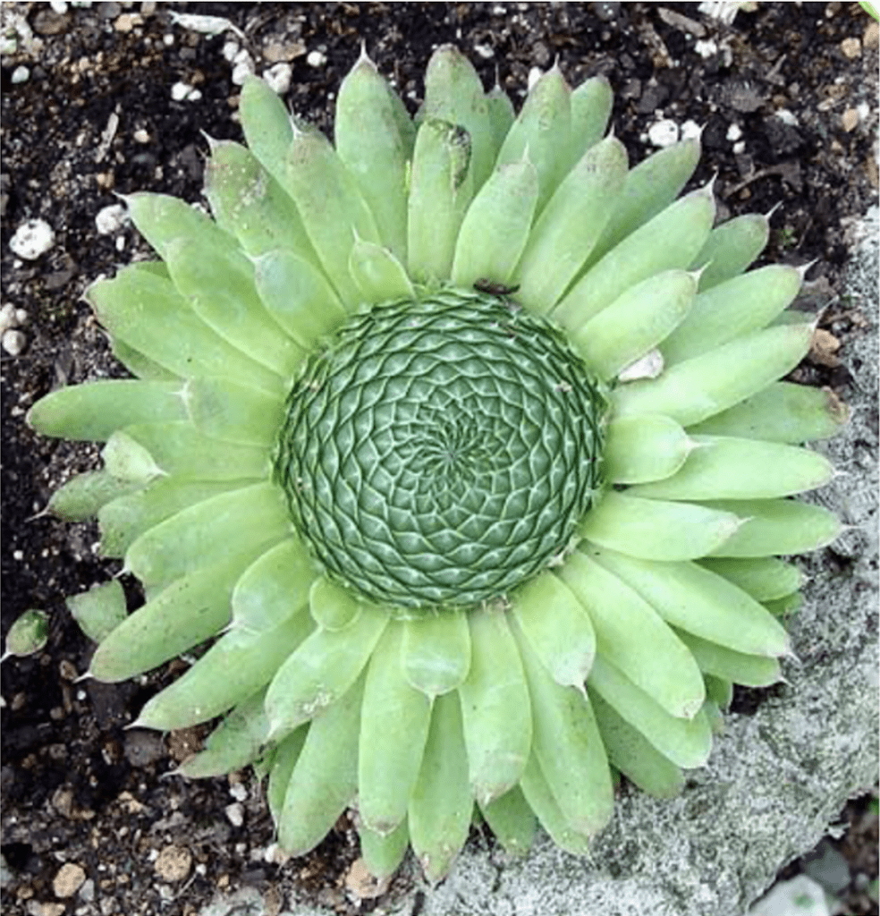 Fibonacci Sequence - Jain 108 Academy